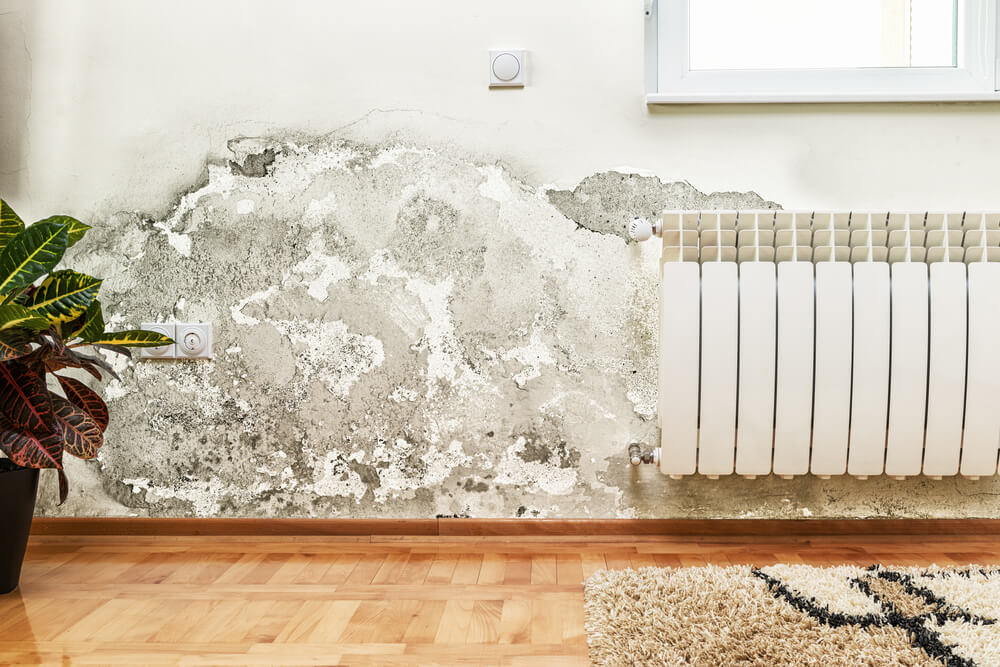 Black mould growth on an internal wall caused by damp conditions